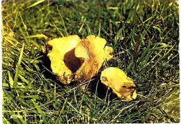 Thème - Champignons Lactaires VOIR ETAT - Mushrooms