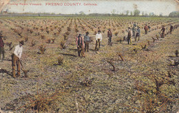 United States PPC Pruning Raisin Vineyard FRESNO COUNTY California 1908 To Denmark (2 Scans) - Fresno