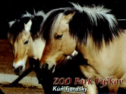 Zoo Park Vyskov (CZ) - Fjord Horse - Animaux & Faune