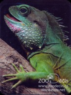 Zoo Decin (CZ) - Agama - Dieren & Fauna