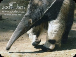 Zoo Decin (CZ) - Anteater - Tierwelt & Fauna