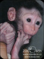 Zoo Decin (CZ) - Macaque - Tierwelt & Fauna