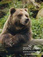 Zoo Decin (CZ) - Bear - Tierwelt & Fauna