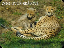 Zoo Dvur Kralove (CZ) - Cheetah - Dieren & Fauna