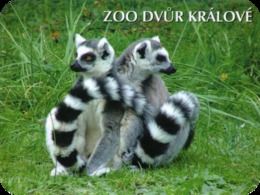 Zoo Dvur Kralove (CZ) - Ring-tailed Lemur - Animali & Fauna