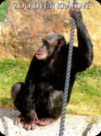 Zoo Dvur Kralove (CZ) - Chimpanzee - Animales & Fauna