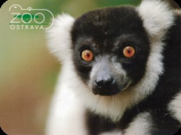 Zoo Ostrava (CZ) - Black And White Lemur - Tierwelt & Fauna