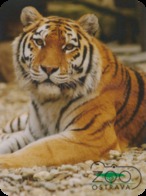 Zoo Ostrava (CZ) - Tiger - Tierwelt & Fauna