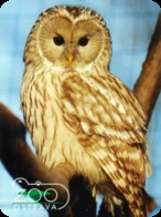 Zoo Ostrava (CZ) - Tawny Owl - Tierwelt & Fauna