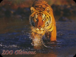 Zoo Olomouc (CZ) - Tiger - Dieren & Fauna