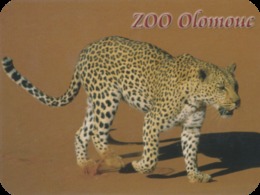 Zoo Olomouc (CZ) - Leopard - Animali & Fauna