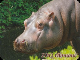 Zoo Olomouc (CZ) - Hippo - Tierwelt & Fauna