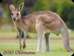 Zoo Olomouc (CZ) - Kangaroo - Tierwelt & Fauna