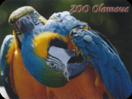 Zoo Olomouc (CZ) - Macaw - Dieren & Fauna