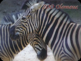 Zoo Olomouc (CZ) - Zebra - Dieren & Fauna