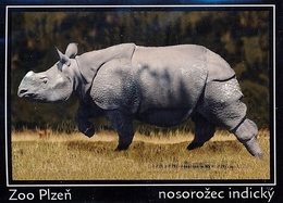 Zoo Plzen (CZ) - Indian Rhino - Animaux & Faune