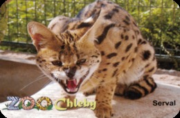 Zoo Chleby (CZ) - Serval - Tierwelt & Fauna