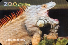 Zoo Chleby (CZ) - Iguana - Tierwelt & Fauna