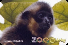 Zoo Chleby (CZ) - Gibbon Baby - Animali & Fauna