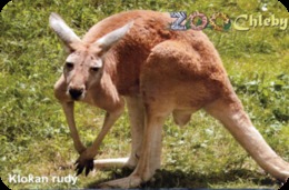 Zoo Chleby (CZ) - Kangaroo - Animali & Fauna