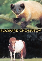 Zoopark Chomutov (CZ) - Yellow-throated Marten, Pony - Animaux & Faune