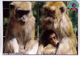 Zoo Kosice (SK) - Monkey - Dieren & Fauna