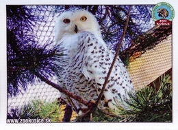 Zoo Kosice (SK) - Snowy Owl - Animali & Fauna