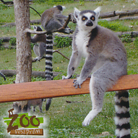 Zoo Veszprem (HU) - Ring-tailed Lemur - Animals & Fauna