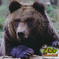 Zoo Veszprem (HU) - Bear - Animales & Fauna