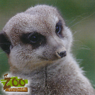 Zoo Veszprem (HU) - Meerkat - Dieren & Fauna