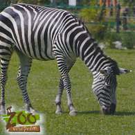 Zoo Veszprem (HU) - Zebra - Animaux & Faune