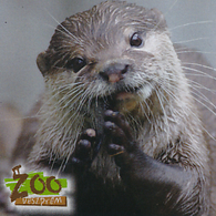 Zoo Veszprem (HU) - Otter - Animals & Fauna