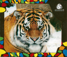 Zoo Izhevsk (RU) - Tiger - Animaux & Faune