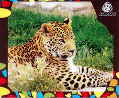 Zoo Izhevsk (RU) - Leopard - Animali & Fauna