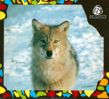 Zoo Izhevsk (RU) - Wolf - Dieren & Fauna