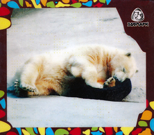Zoo Izhevsk (RU) - Polar Bear - Animaux & Faune