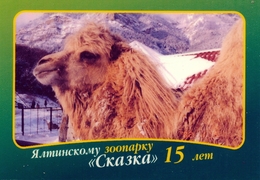 Zoo Skazka Yalta (UA / RU - Crimea) - Camel - Animales & Fauna