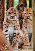 Zoo Kishinev (MD) - Baby Lynx - Animales & Fauna