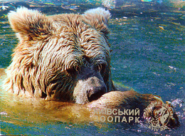 Zoo Kiev (UA) - Bear - Animali & Fauna