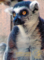 Zoo Kiev (UA) - Ring-tailed Lemur - Dieren & Fauna