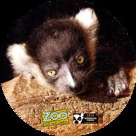 Zoo Usti Nad Labem (CZ) - Baby Black And White Lemur - Animals & Fauna