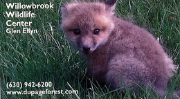Willowbrook Wildlife Center (US) - Baby Fox - Tierwelt & Fauna