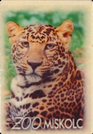 ZOO Miskolc (HU) - Leopard - Animaux & Faune