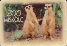 ZOO Miskolc (HU) - Meerkat - Animales & Fauna