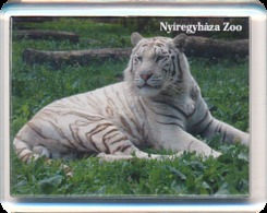 Sosto Zoo Nyiregyhaza (HU) - White Tiger - Animales & Fauna