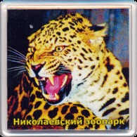 ZOO Nikolaev (UA) - Leopard - Dieren & Fauna