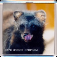 Park Of Living Nature "Dodo" Anapa (RU) - Raccoon Dog - Animali & Fauna