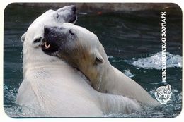 ZOO Novosibirsk (RU) - Polar Bear - Dieren & Fauna