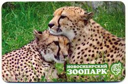 ZOO Novosibirsk (RU) - Cheetah - Animales & Fauna