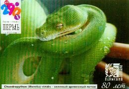 ZOO Perm (RU) - Tree Python - 3D Magnet - Animals & Fauna